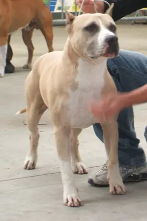 May Flower James Bond