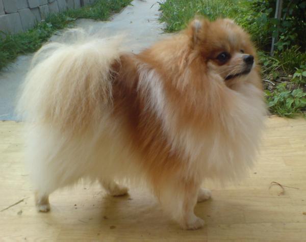 Xanthus Of Kou Ju Tsai Pet Store