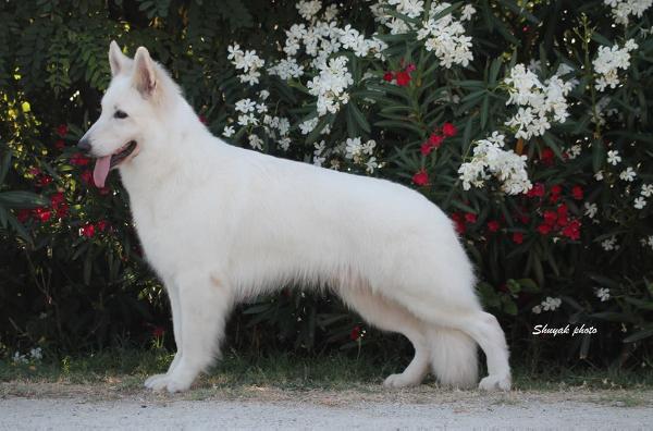 ITALIAN CH GPE Quai Yukon vom Sutumer Grund