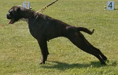 Grazia von der Akazienbrücke