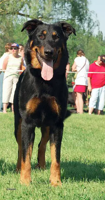 Artzain Du Domaine Des Gardiens De La Vallee