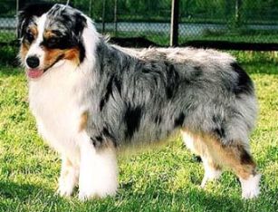 Elite Sunshine Chemin Cathares