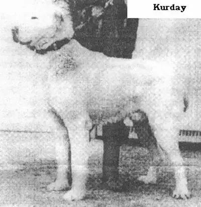 Kurday
