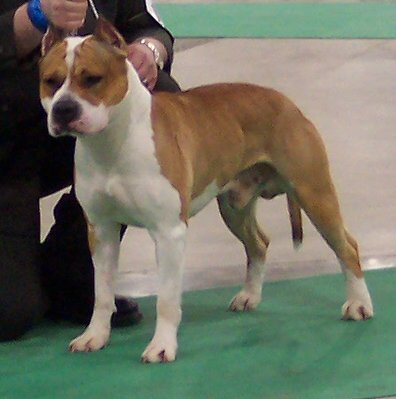 AKC MAJOR PTD X2 Edelhaus American Paint