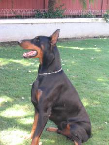 Devenshire's Clark Gable