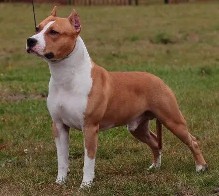 INT'L & AKC CH Divinity's Fuel for Life