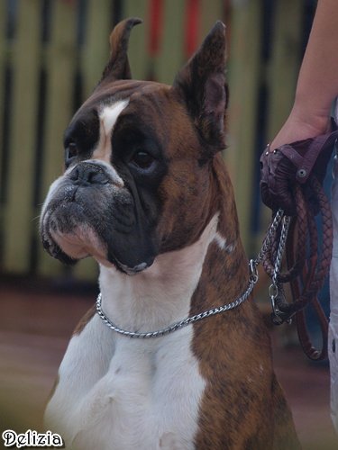 CH. RUS Almera's Dunhill