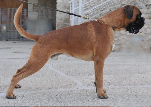 Dan du Chemin Fleuri