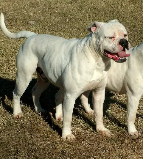 Whitey's Big White Bruiser