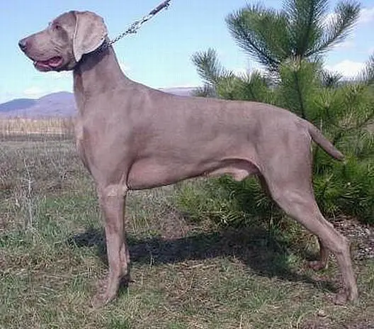 JCH Merlin z Habrových hájů