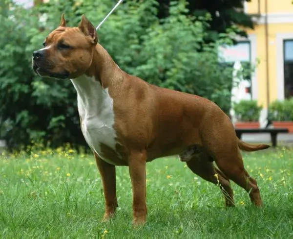 De Paco XZ Pistol Packin' Papa