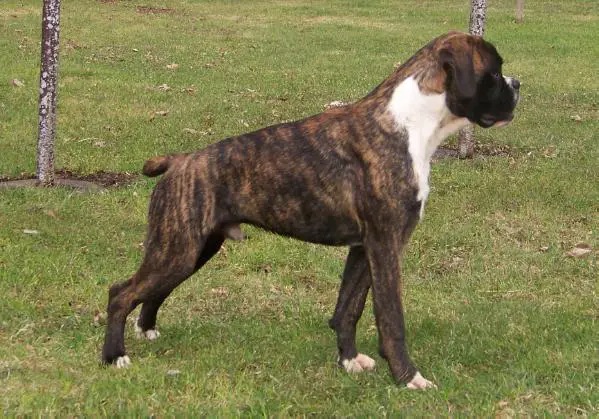 Dante DCDI  V. Calico Creek