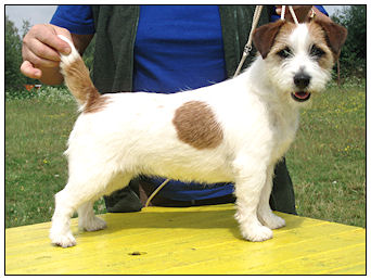 Factory Effex Rags Puma