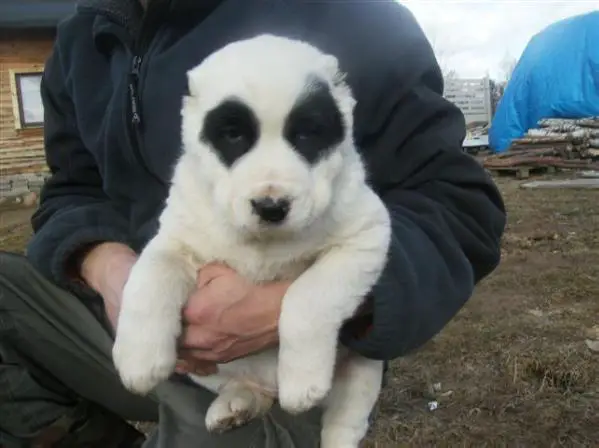 O-Panda