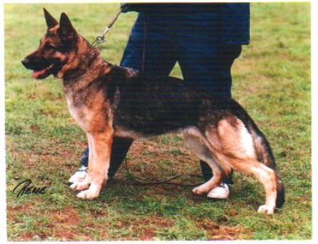 Dolly von der Hohen Metze