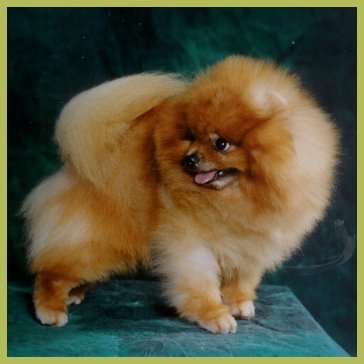 Jan-Shars N' Janesa's Hurrah