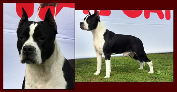 CH Toir-Prestizh Ferdinand