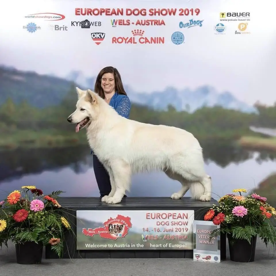 EUROPEAN VET WINNER '19 CIB MULTI-CH VA BOB  BOG  JBIS2 BIS3 TORUK MAKTO  (Lungoresina)