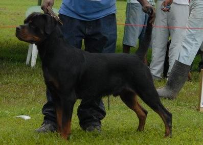 Jack Van De Kolonienhoeve