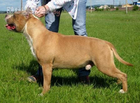 CH Rivas Ross Exciting Rumba