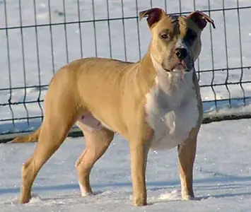 Gang Staff Oklahoma Baby