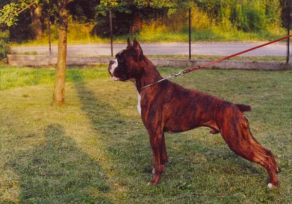 EUROPA JUGEN SIEGER Idol Armida