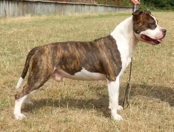 MULTI CH Staff O'Class Full Moon Fever