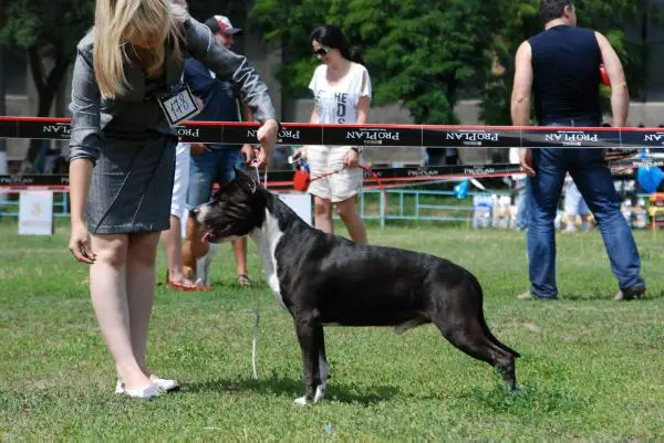 GR.CH Royden Son King Favorit Devil