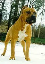 Rounder's Cedar Chopper