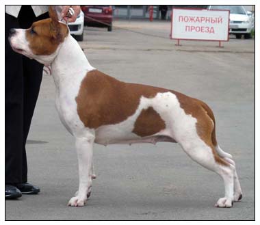 CH RUS, RKF, JCH RUS Stellar Vey Californiya