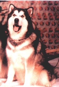 Baylor's Gorca White Fang