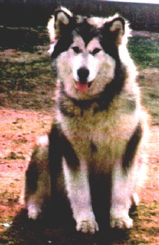 Totem's Sheba Lee