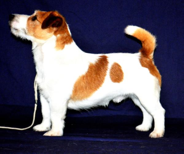 INT CH, MULTI CH Rob Roy De Vale Do Criz