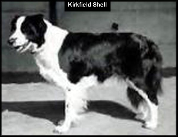Kirkfield Shell