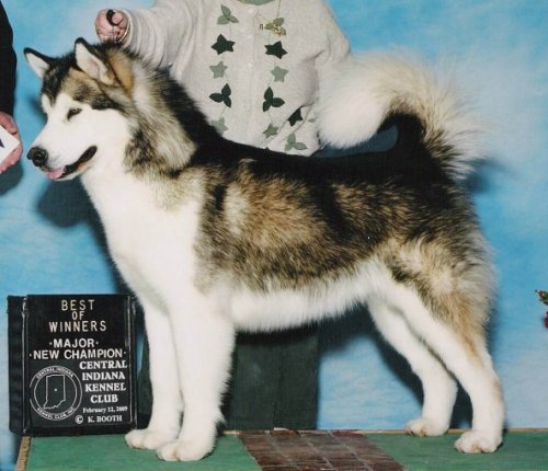 GCH Kasaan's Rise 'N Up To T' Fortune