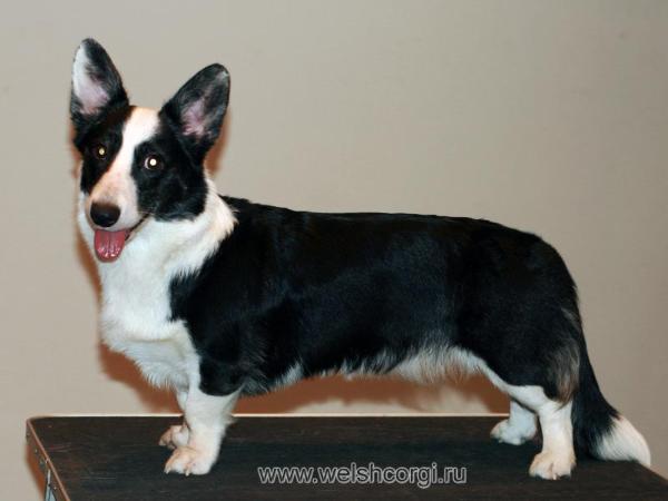 CHINT,RUS,UKR,BEL Aethwy Infinity