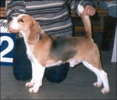 V Daragoj Jumping Jack