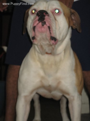 Ultra'S Rocco