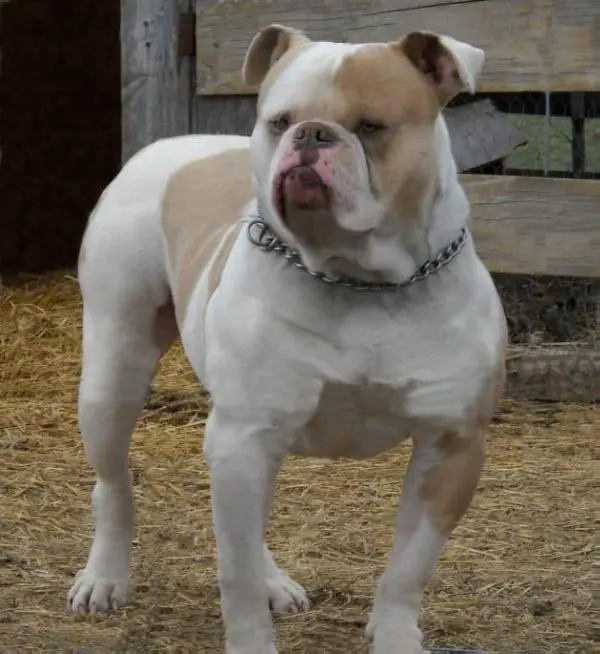 Big Deal's Diesel Dually of Brick's
