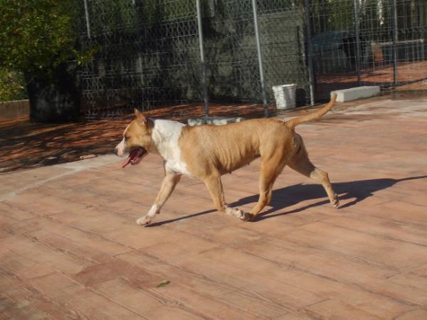 gloria lloyd of chris kennels