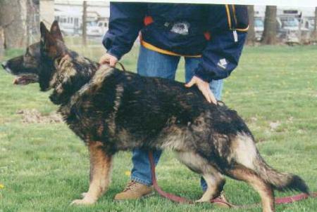 SG Kimo von der Sigisliebe