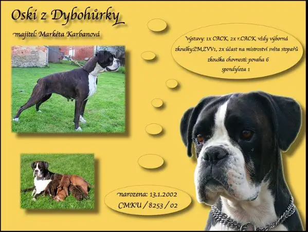 Oski z Dybohurky