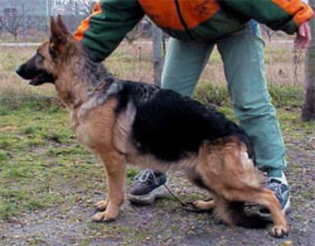 V-1, Hung. Ch. Hillary van Contra