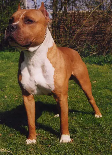 Phantasy Illusion's Xdiamond