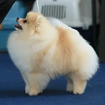 Silhouette's So Special N ORG