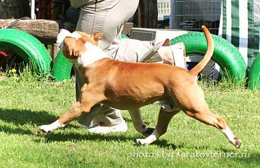 CACIB GRCH DENOL VOJT Alain Delon