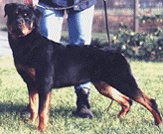 Fantasa Dutch Violet