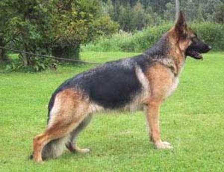 V CH Gildewangen's Dona Dona