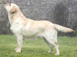 Balrion Weathertop Witch Of The West