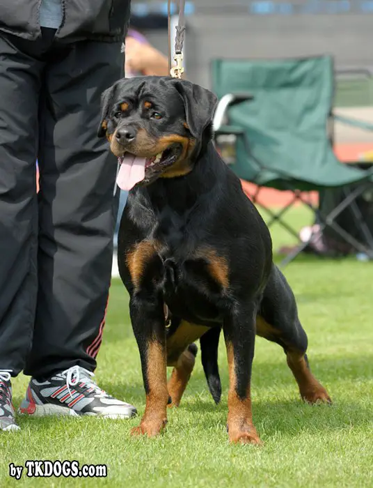 CH Atina Black Allusion